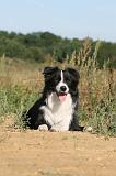 BORDER COLLIE 295
